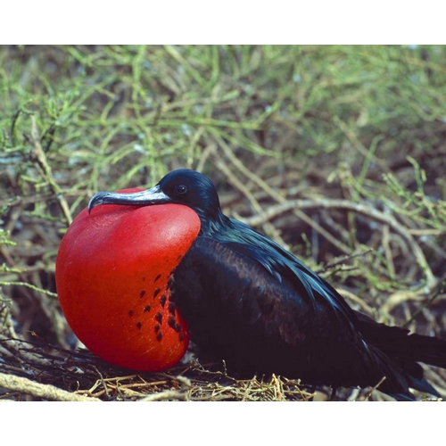 Ecuador, Galapagos Frigatebird with red pouch